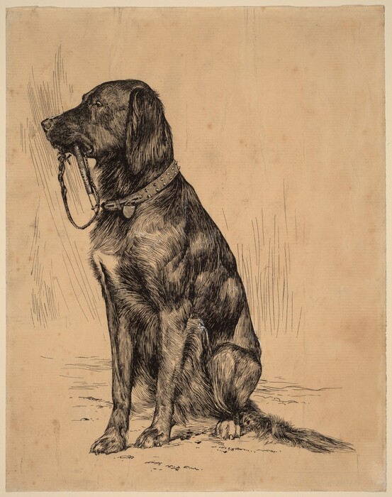 This is a drawing of a dog sitting upright, facing left. The dog wears a spiked collar and holds a leash in its mouth. The dog's short fur is drawn in detailed, dark lines, and it has long ears that hang down and a patch of white fur on its chest. The breed could be something similar to a retriever. The background is mostly plain, tan paper with some simple thin lines.
