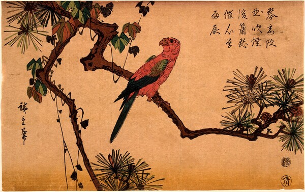 Macaw on a Pine Branch