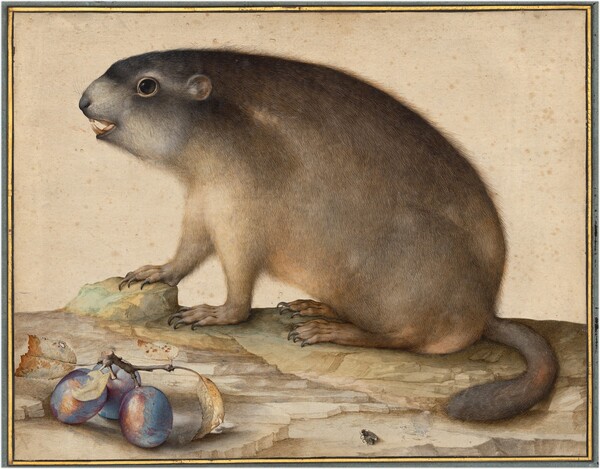 A Groundhog or Marmot with a Branch of Plums