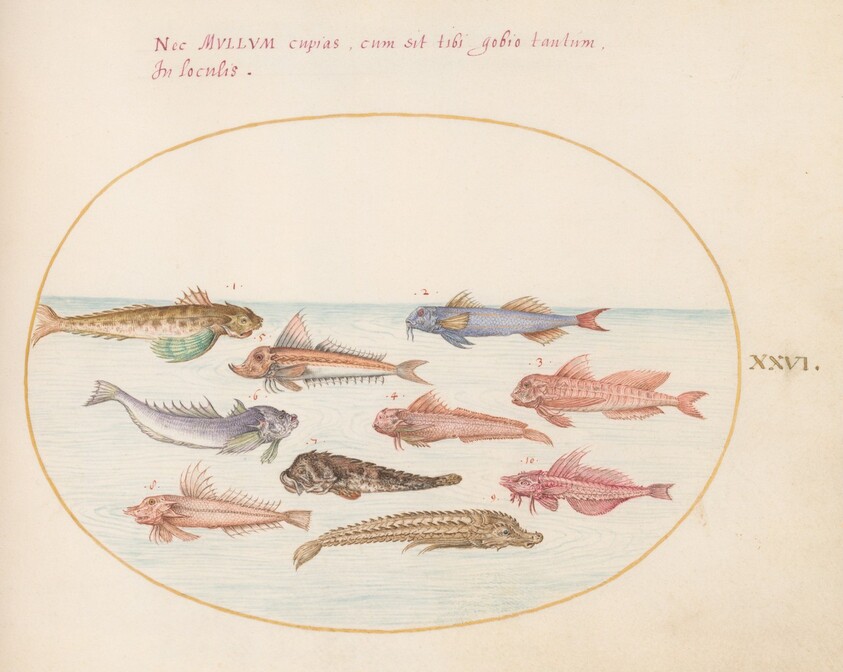 Plate 26: Gurnards, Dragonets, and Other Fish