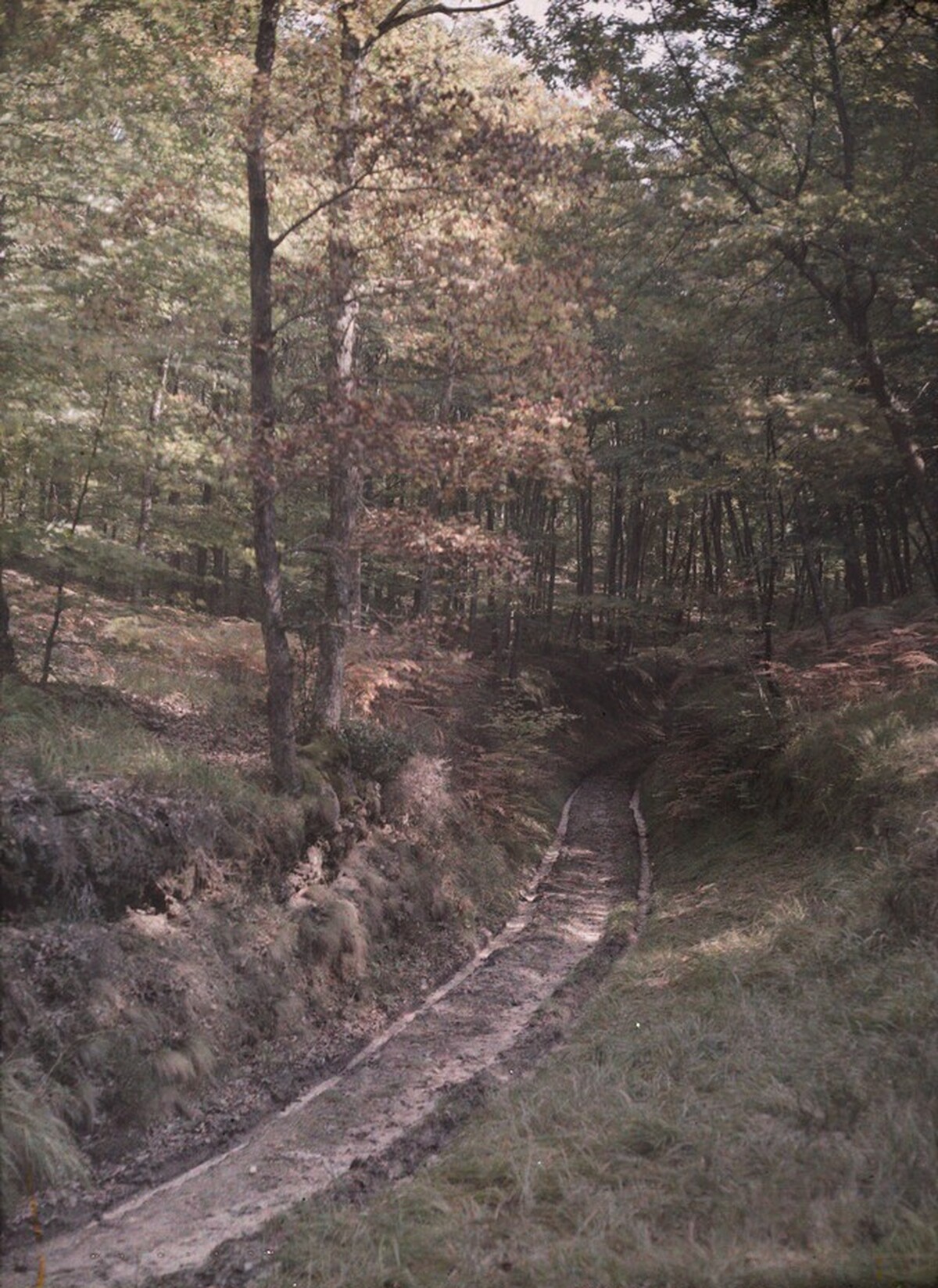 Road in Woods