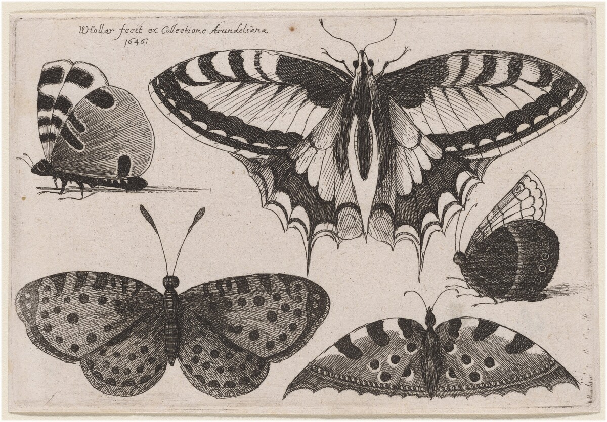 Three Butterflies and Two Moths
