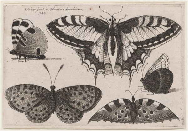 Three Butterflies and Two Moths