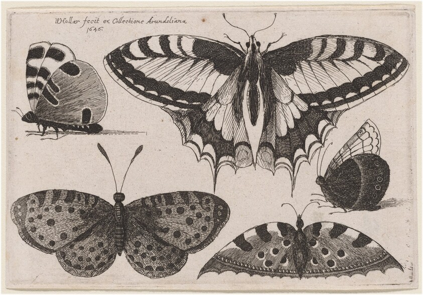 Three Butterflies and Two Moths