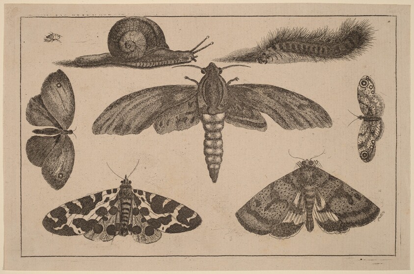 Six Insects, a Caterpillar, and a Snail