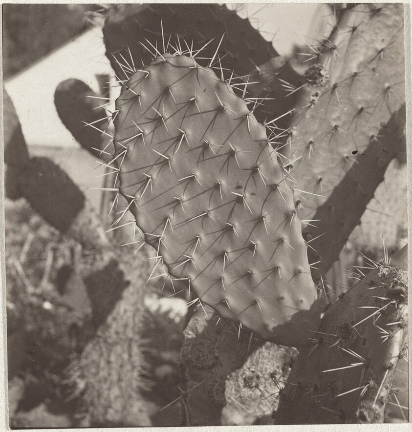 Cactus, Zurich Botanic Garden