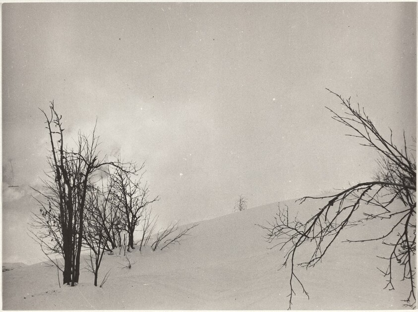 Trees in snow--Landscape