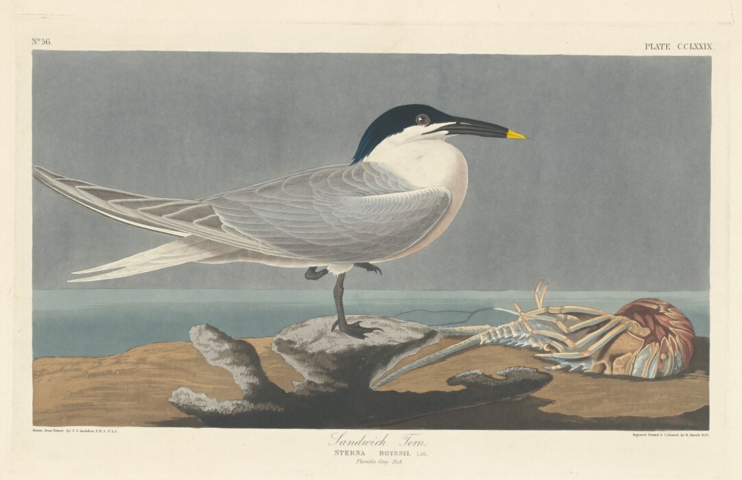 This is a painting of a Sandwich Tern on a rocky surface near a body of water with a lobster nearby. The Sandwich Tern is perched on a rocky outcrop with one leg raised. Its plumage is light gray and white with black on its head and a yellow tip on its beak. The background is a blue-toned seascape. Next to the bird is a detailed depiction of a lobster. This painting is in the style of John James Audubon.
