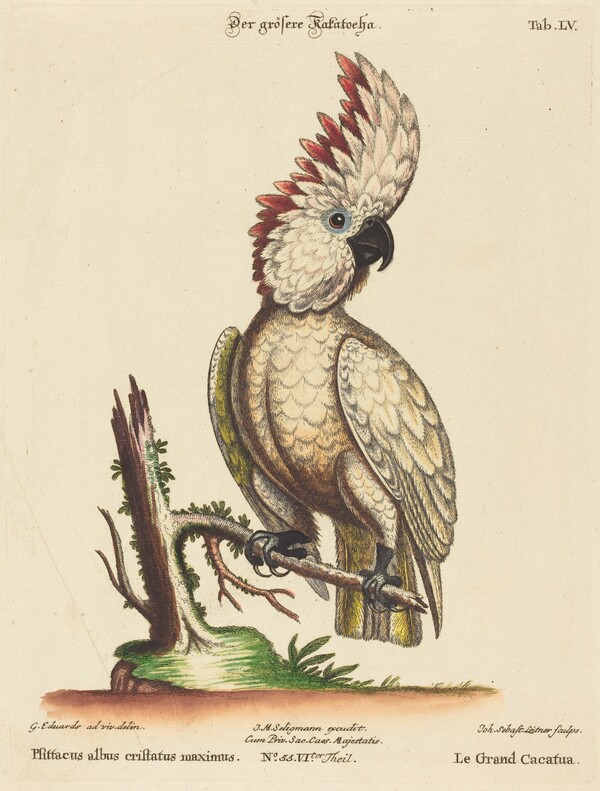 Psittacus albus cristatus maximus