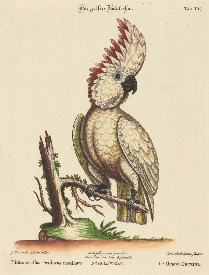 Psittacus albus cristatus maximus