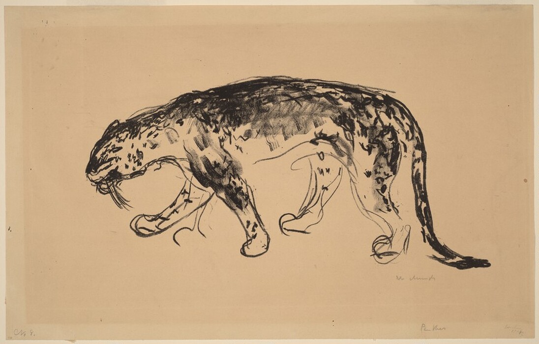 This is a drawing of a panther. The image depicts a wild cat in motion with fluid, gestural lines indicating a sense of grace and power. The panther's body is primarily depicted with dark lines against a lighter background, emphasizing contrast. The loose and expressive strokes suggest the fur's texture and musculature beneath, capturing the essence and movement of the animal rather than focusing on detailed realism.