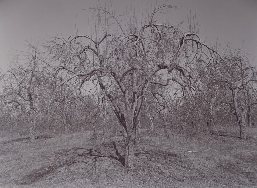 Pultneyville Orchard