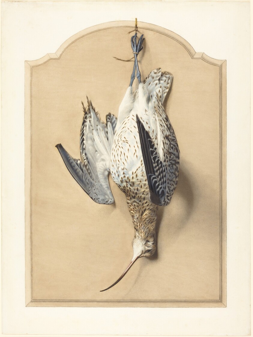 Trompe l'Oeil: A Curlew Hanging from a Nail