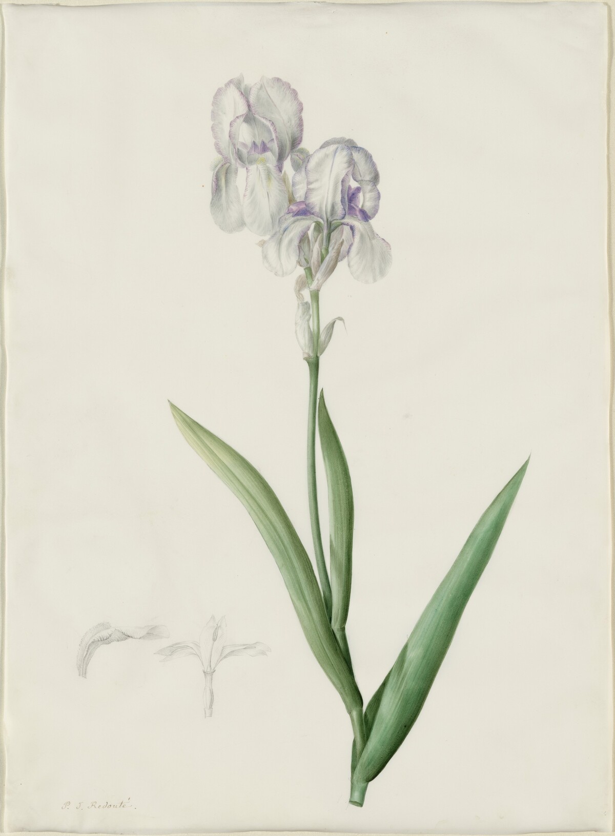 Iris Swertii