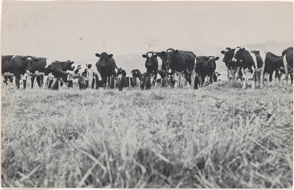 100 Boots in a Meadow. Rancho Santa Fe, California. July 26, 1971, 10:45 a.m.