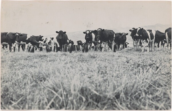 100 Boots in a Meadow. Rancho Santa Fe, California. July 26, 1971, 10:45 a.m.