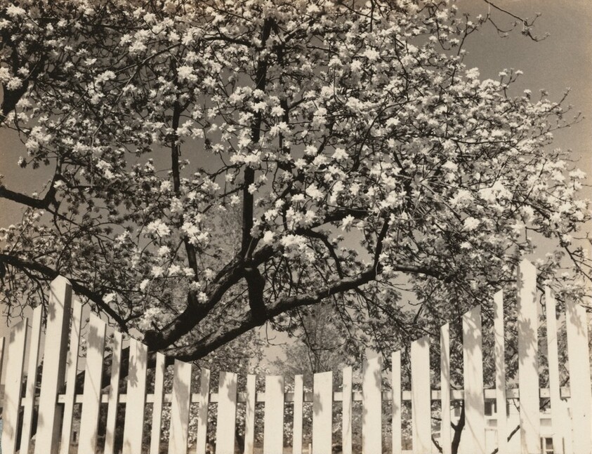 White Blossoms and Fence, Woodstock, New York