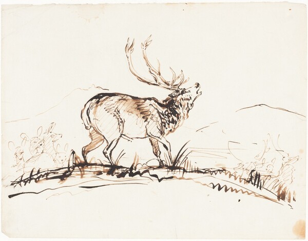 A Bellowing Stag