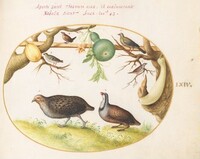 Plate 64: Two Partridges, a Wren, and Other Birds, Joris Hoefnagel, c.1575/1590s