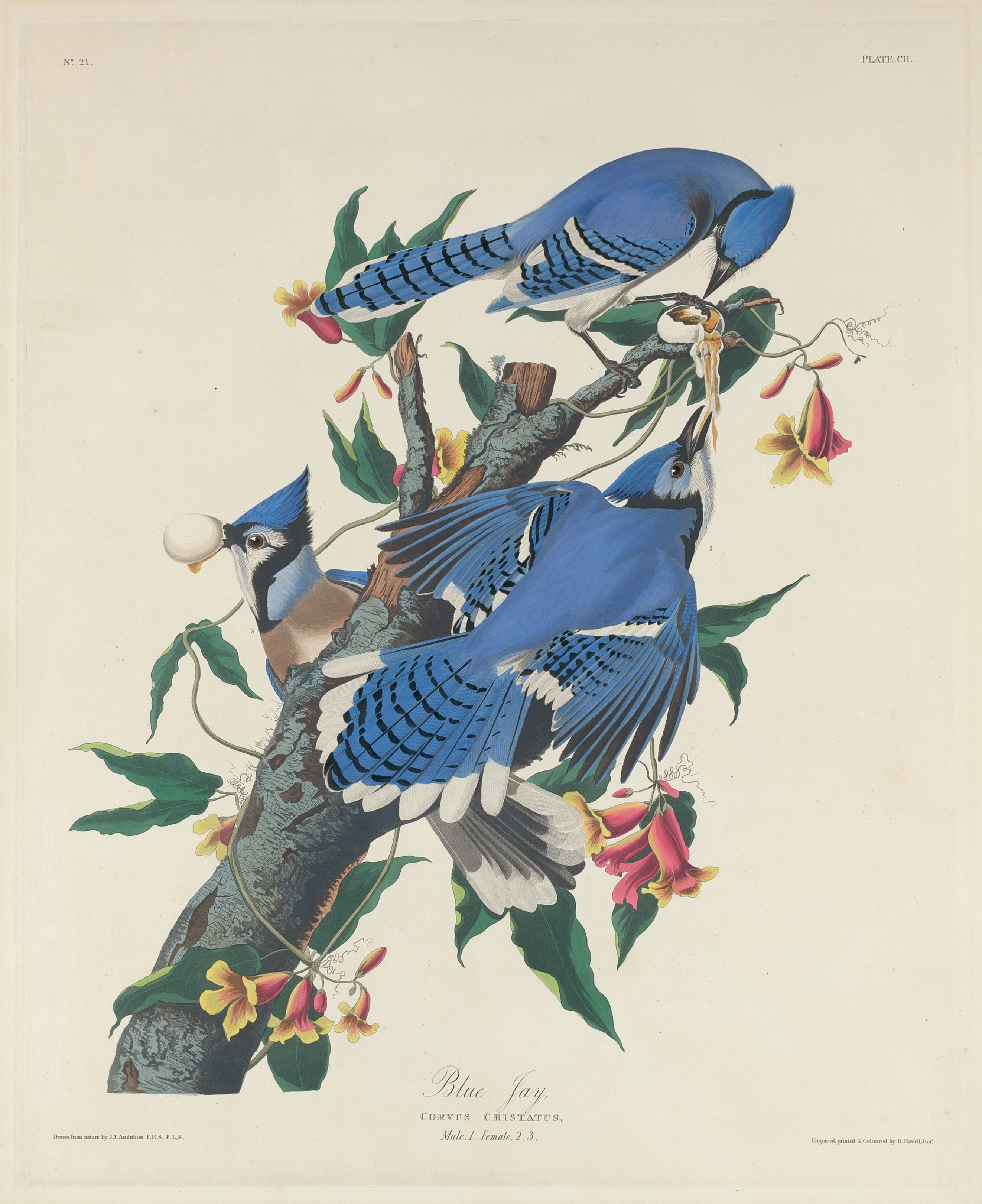 Blue Jay by Robert Havell, Jr.