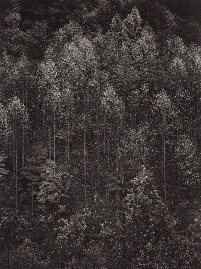 Dawn, Autumn, Great Smoky Mountains National Park, Tennessee