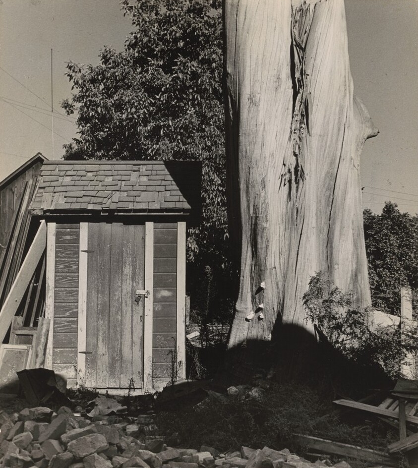 Outhouse and Eucalyptus Tree, California
