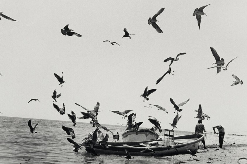 Los pájaros al narco, Sonora, México (The Birds to the Boat, Sonora, Mexico)