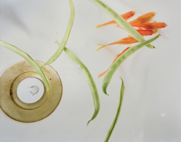 Goldfish and Stringbeans (#99)