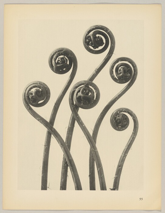 The image shows six large, spiraling fern fronds unfurling, with each curl forming a circular shape at the top. The color palette is a monochrome grayscale with various shades of black, white, and gray. The fronds are positioned vertically, with their stems rising from the bottom and curving upwards to form the spirals, creating an organic pattern. The background is a muted off-white or light gray, emphasizing the darker fronds.