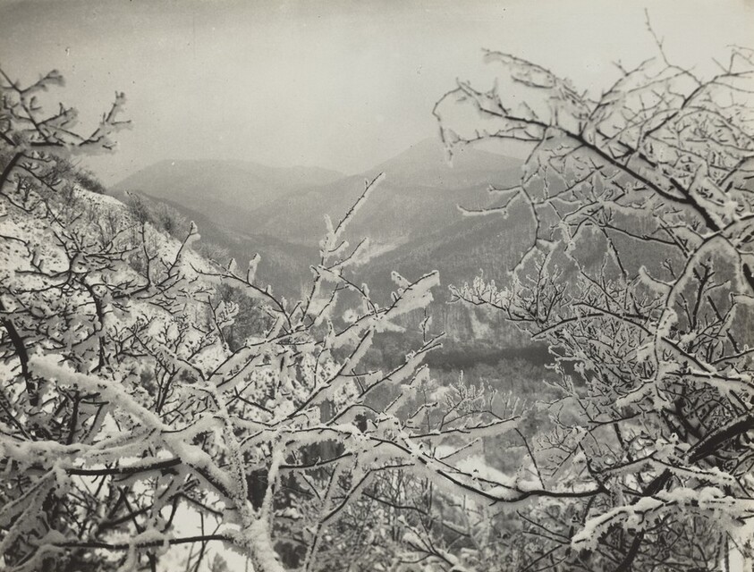 Winter in the Siebengebirge
