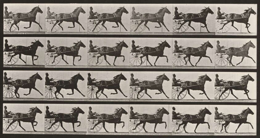 Plate Number 609. "Lizzie M." trotting, harnessed to sulky