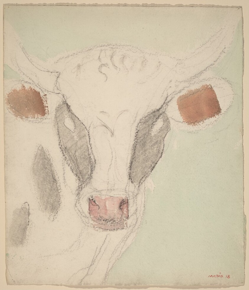 Cow's Head