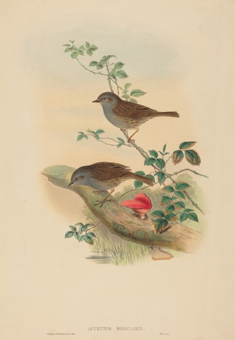 The image shows two small birds perched on a tree branch. The birds have brown and grey feathers and appear calm. The branch has green leaves and a red mushroom growing from the side. The background has soft, neutral tones.