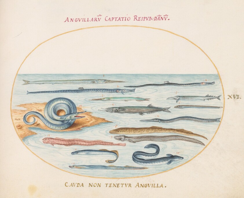 Plate 16: Eels, Pipefish, and Needlefish