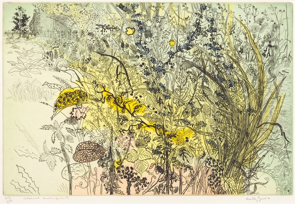 Tangled Undergrowth