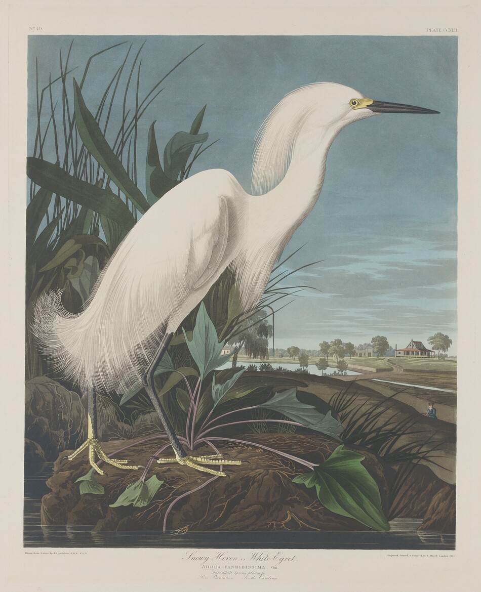 A white bird with long legs, a long neck, and a narrow, pointed beak stands facing our right in profile against a deep landscape in this vertical, colored engraving. Feathers lying close to the neck and body resemble long, soft hair cascading down and off the back of the head, off the bottom of the neck where it meets the body, and around the tail. The bird’s beak and legs are black, and the eye we see and its feet are pale yellow. It stands on a dirt-packed riverbank in front of tall grasses. Grassy fields lead into the deep distance to the right, where a house and outbuildings sit on the horizon about a third of the way up the composition. A person carrying a rifle approaches the riverbank from the far side of a hill near the lower right corner of the print. Thin gray clouds skirt across a mostly blue sky above. Text is printed beneath the image: “Drawn from Nature, by J.J. Audubon. F.R.S. F.L.S.” to the left; “Snowy Heron, or White Egret, Ardea Candidissima, Gm. Male adult spring plumage River Plantation, South Carolina” in the center; and “Engraved, Printed, & Coloured by R. Havell, London. 1835.” to the right.