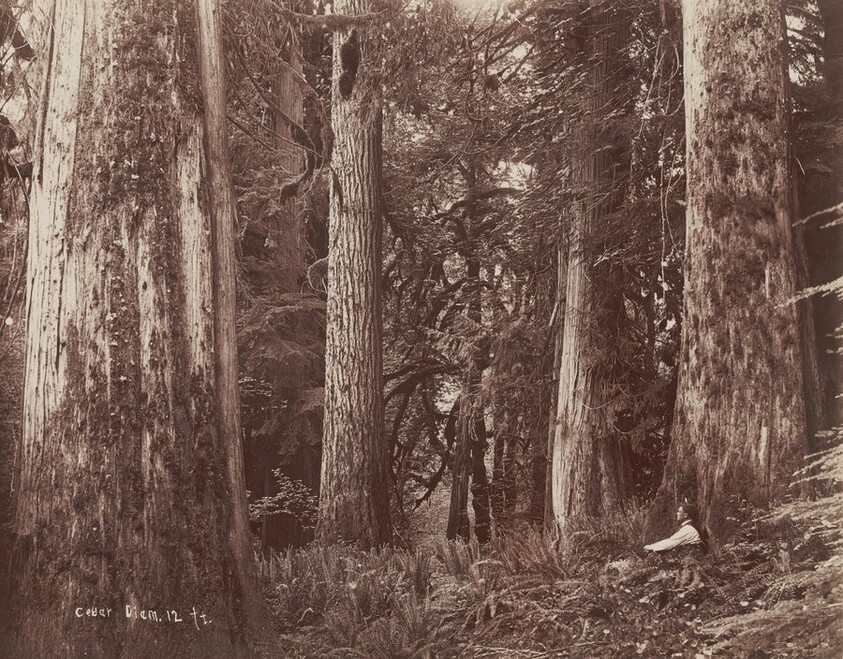 Cedars, Diameter 12 Feet