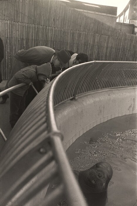 This is a photograph of a walrus in an enclosure. The walrus is in a pool of water, with its head partially submerged and looking up towards the surface. The enclosure is bordered by a metal railing curving along the top. The water has a reflective pattern on its surface. The background shows a fence-like structure made of narrow vertical lines. The photograph is in black and white, emphasizing shadows and highlights.