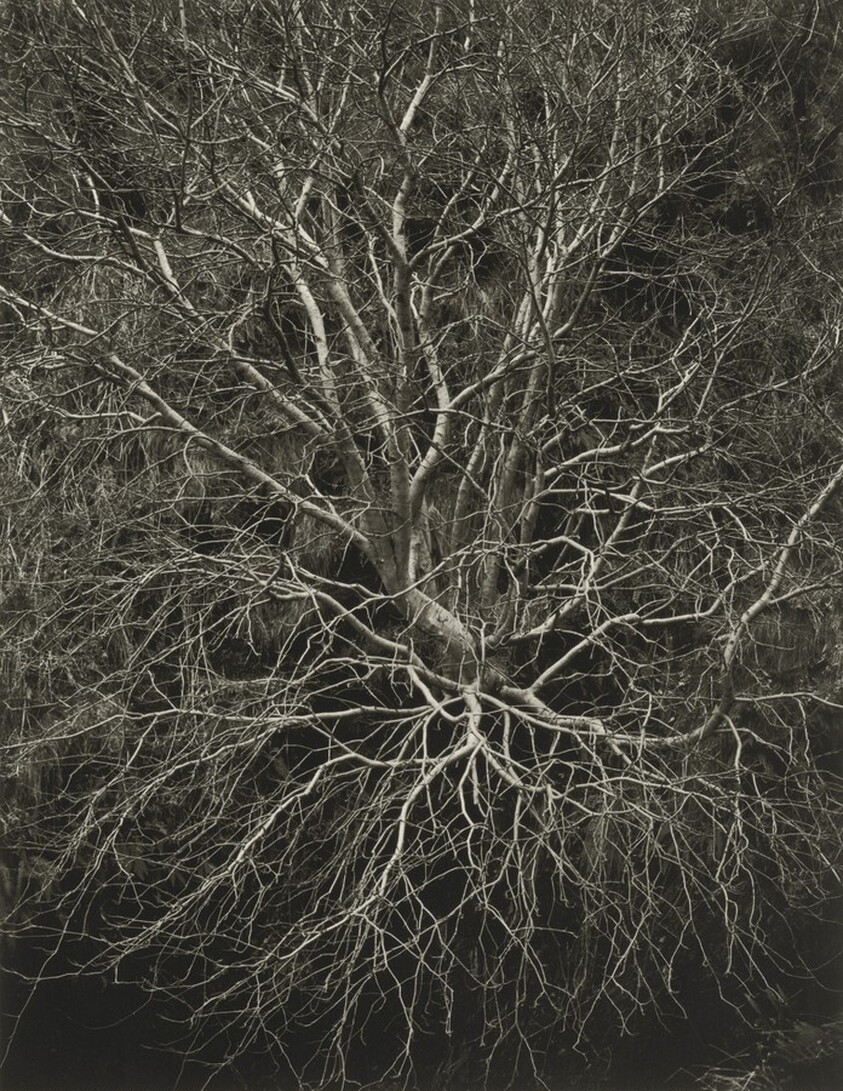 Looking Down on a Tree without Leaves