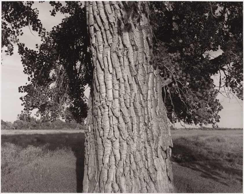 Cottonwood Tree, Cache la Poudre River