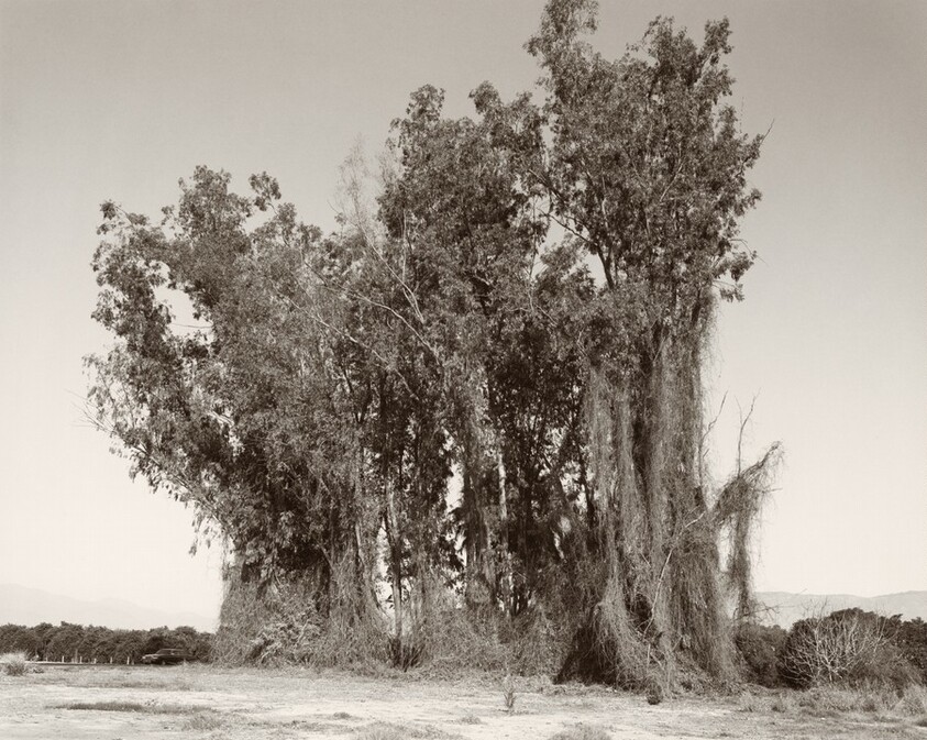 Remains of a eucalyptus windbreak, Redlands, California