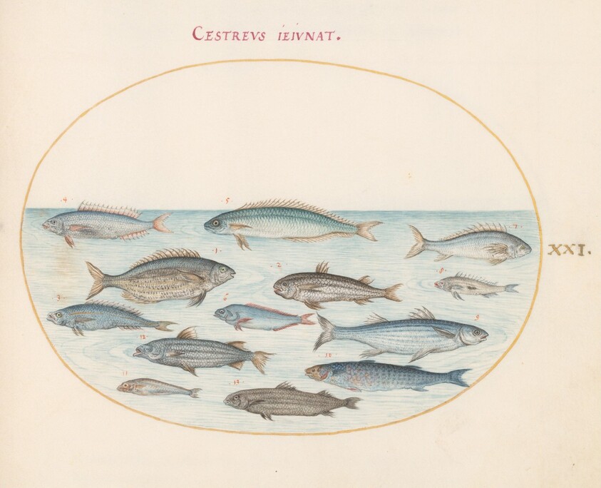 Plate 21: Cod(?) and Other Fish
