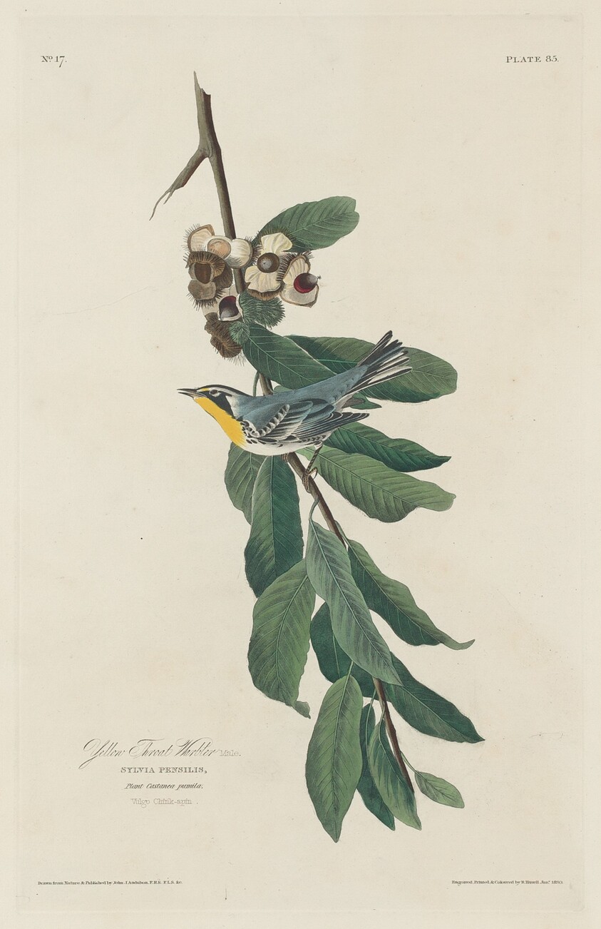 Yellow-throated Warbler