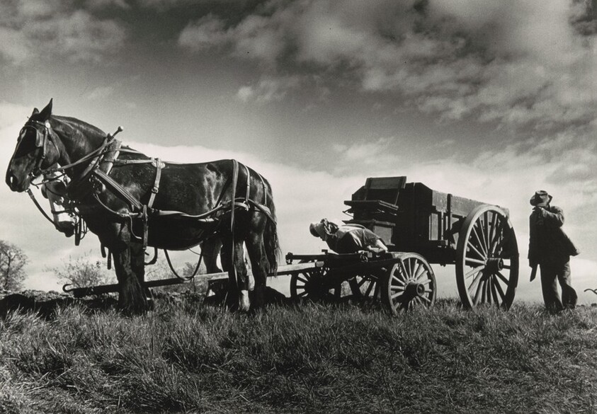 Connecticut farmer and his team of horses, West Suffield, Connecticut