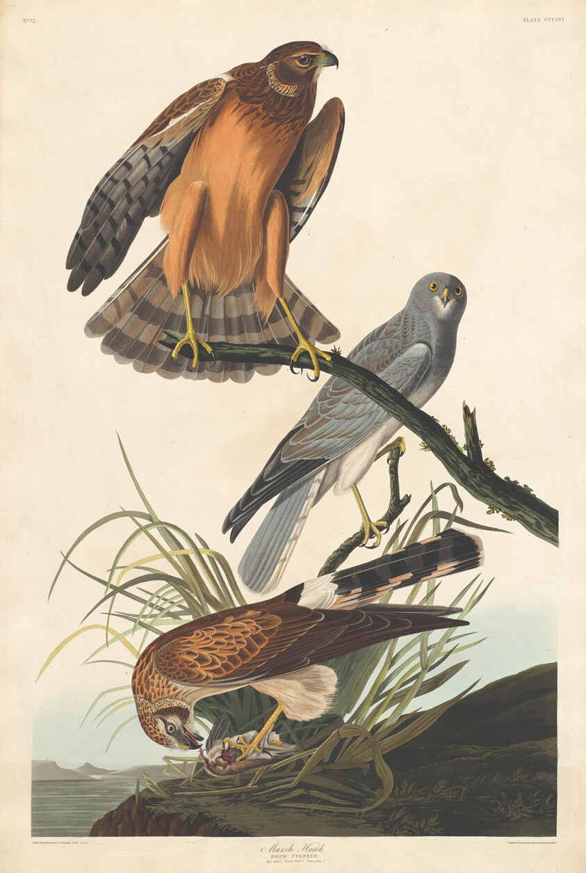 Marsh Hawk