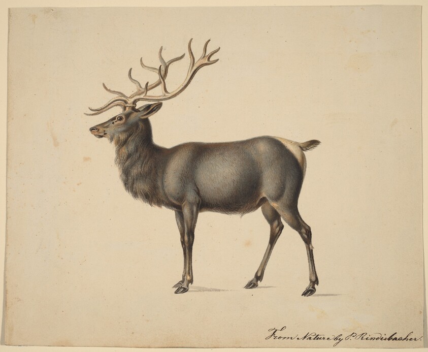 European Elk