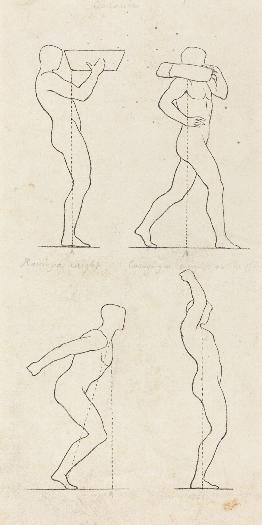 Bearing a Weight; Preparing to Jump, and Alighting