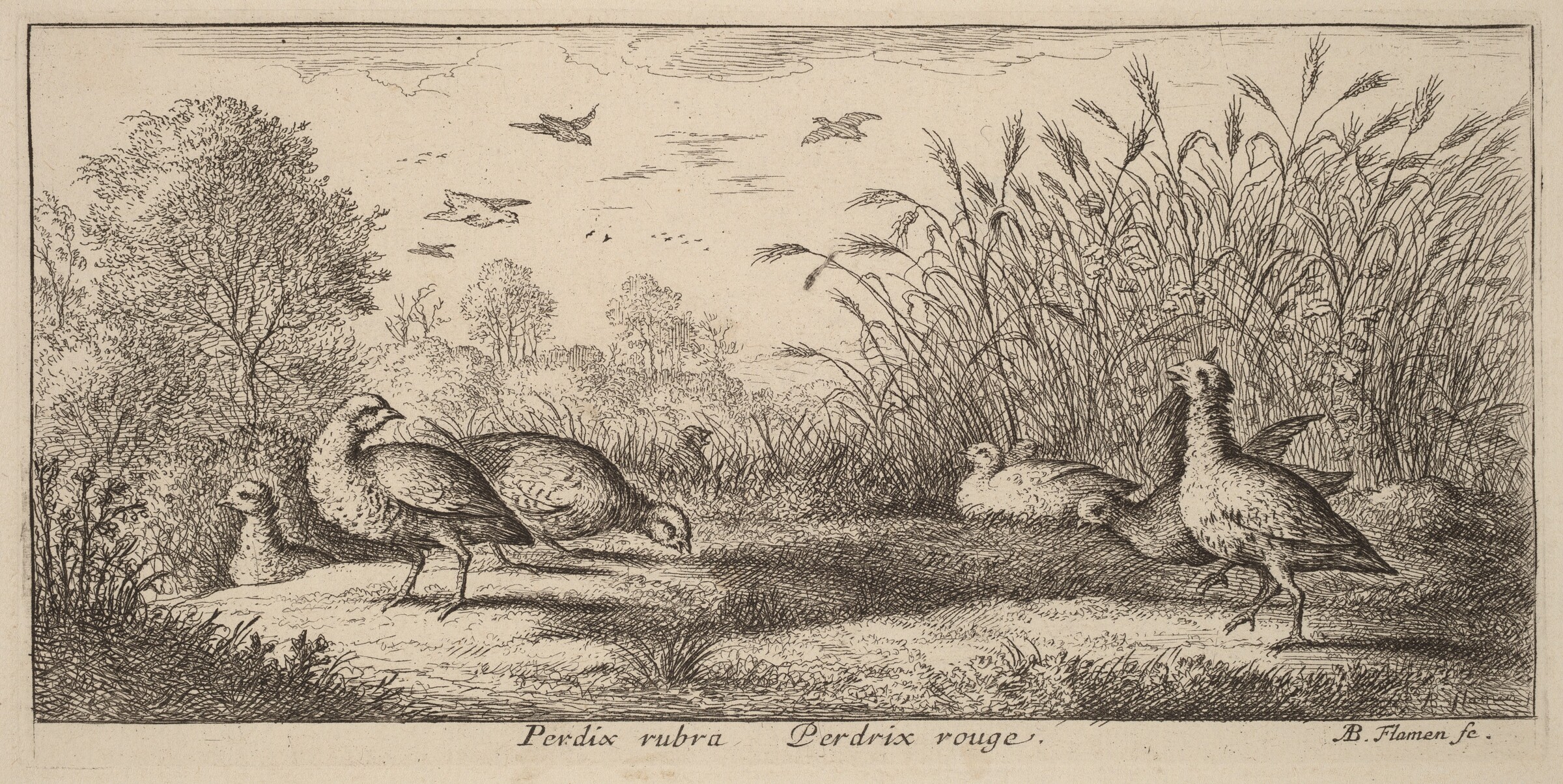 Pedrix rubra, The Red-Legged Partridge, Albert Flamen