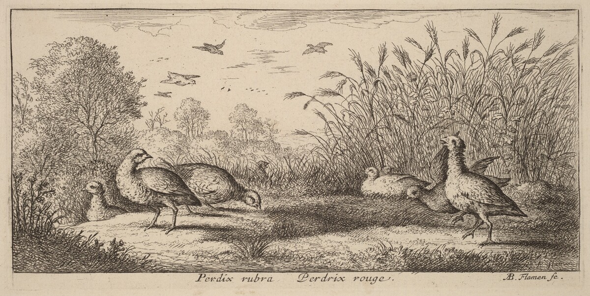 Pedrix rubra, The Red-Legged Partridge