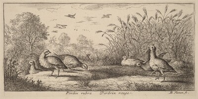 Pedrix rubra, The Red-Legged Partridge